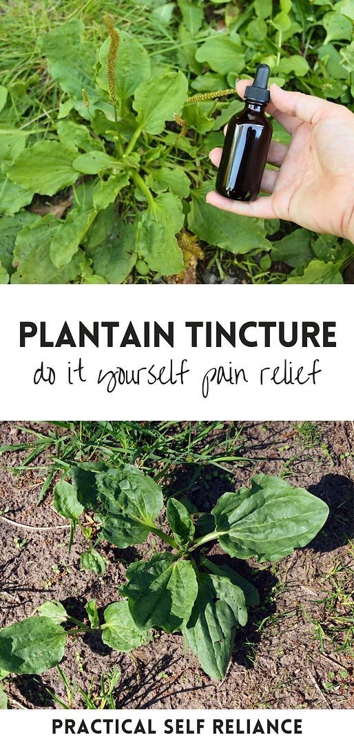 Plantain Tincture How To Make, Plantain Tincture Benefits, Mullin Tincture, Oregano Tincture Benefits, Wild Lettuce Tincture Recipe, Diy Tintures, Plantain Tincture, Herbal Tinctures Recipes, Herbalism Recipes