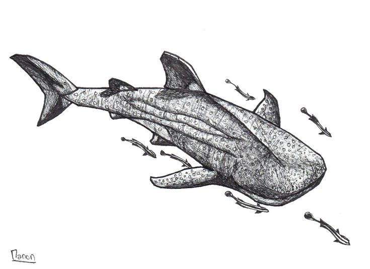 a drawing of a shark with an arrow in it's mouth and arrows coming out of its mouth