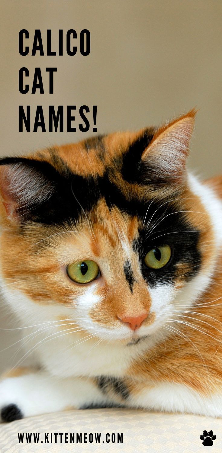 a calico cat sitting on top of a couch next to the caption that says, calico cat names