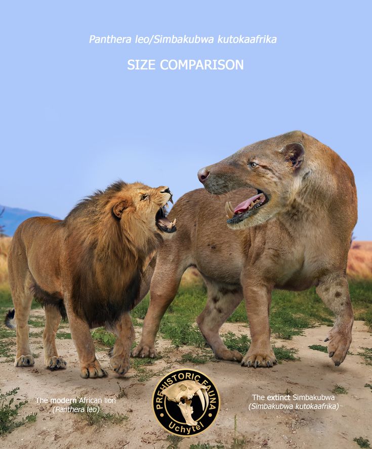 Simbakubwa kutokaafrika ("great lion from Africa") is an extinct species of mammal of the family Hyainailouridae in the order Hyaenodonta. Stone Age Animals, African Forest Elephant, Fauna Marina, Prehistoric Wildlife, African Wild Dog, In The Zoo, African Lion, Ancient Animals, Extinct Animals