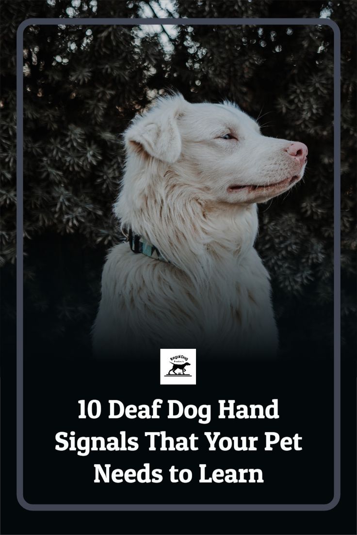 a white dog sitting in front of trees with the words 10 dear dog hand signals that your pet needs to learn