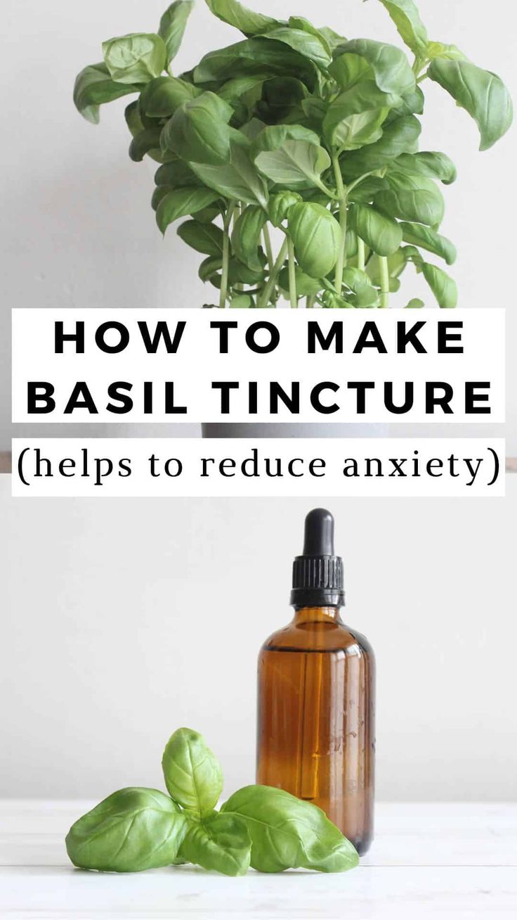 basil plant with the words how to make basil tincture helps to reduce anxity