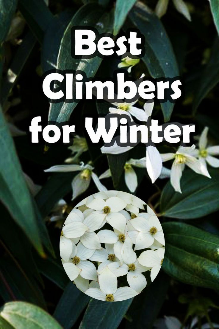 white flowers with the words best climbers for winter in front of them and green leaves