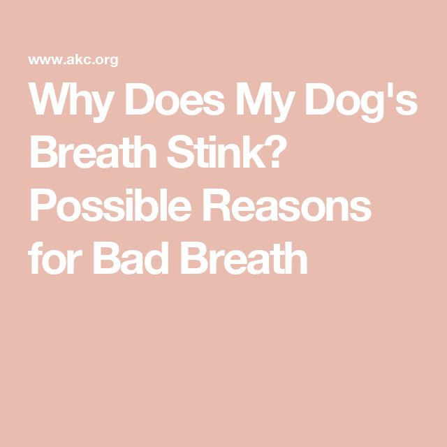 the words why does my dog's breath stink? possible reason for bad breath