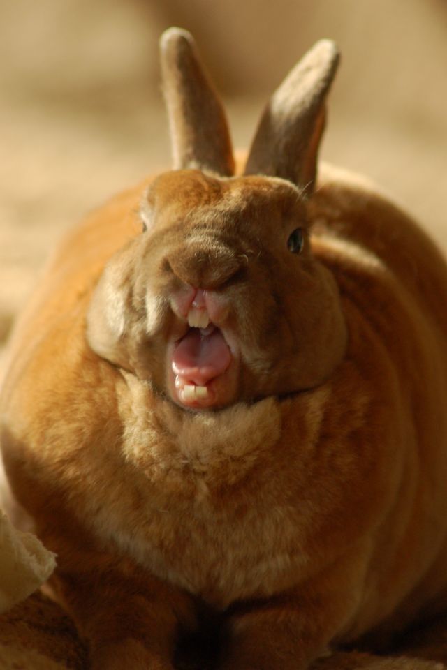 a brown rabbit laying on top of a bed with it's mouth wide open