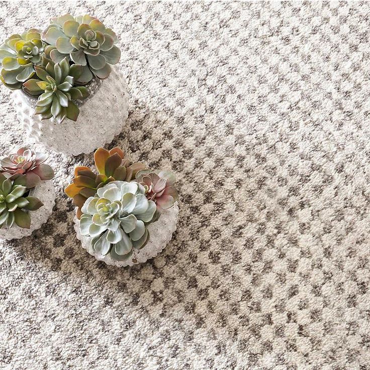 three small succulents are placed on the carpet