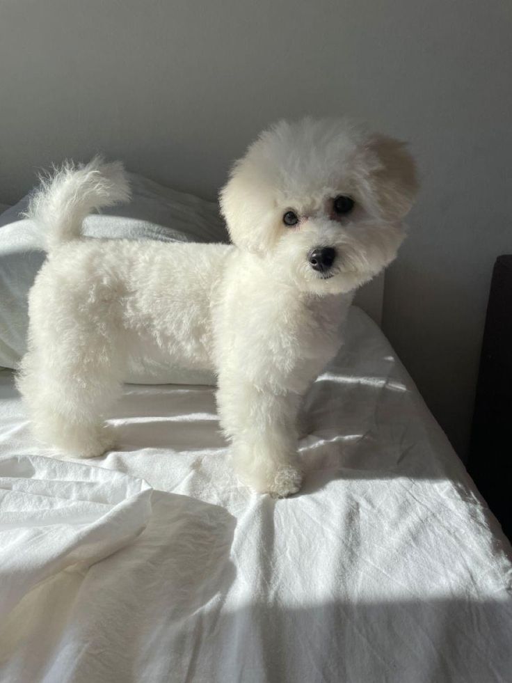 a small white dog standing on top of a bed