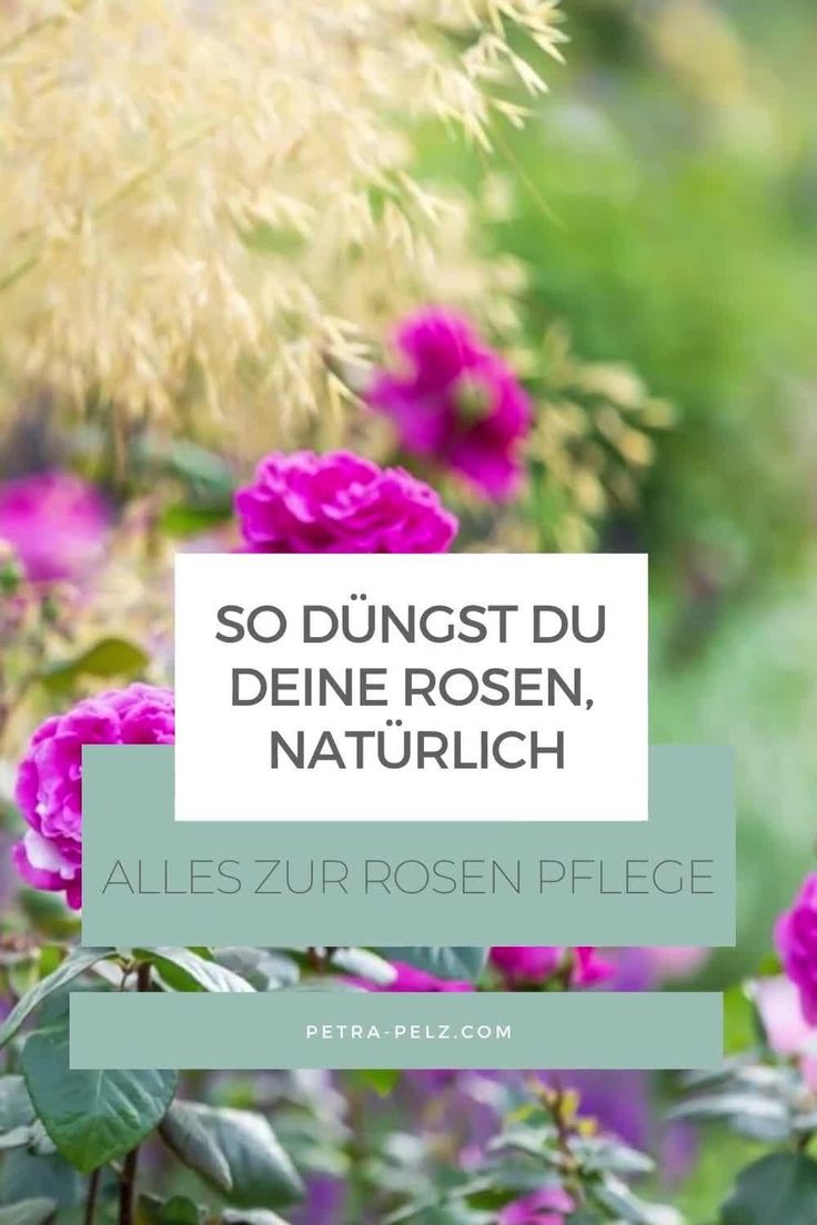 Wer seine Rosen liebtmuss einiges über deren richtige Pflege wissenZum Beispiel über das Thema Rosen düngenam besten giftfreiMein Interviewpartner und Rosenfachmann Heiko Hübscher empfiehlt organischen Düngerdenn dieser wird durch die Bodenlebewesen umgesetztGanz langsam fließt er ins Erdreich und wird verfügbarGedüngt wird das erste Mal etwa im Maideutlich nach dem RückschnittErfahre hier mehr über das Thema Rosen richtig pflanzenpflegen und biologisch düngenpetrapelz Garden Design, Make It Yourself, Plants, Design