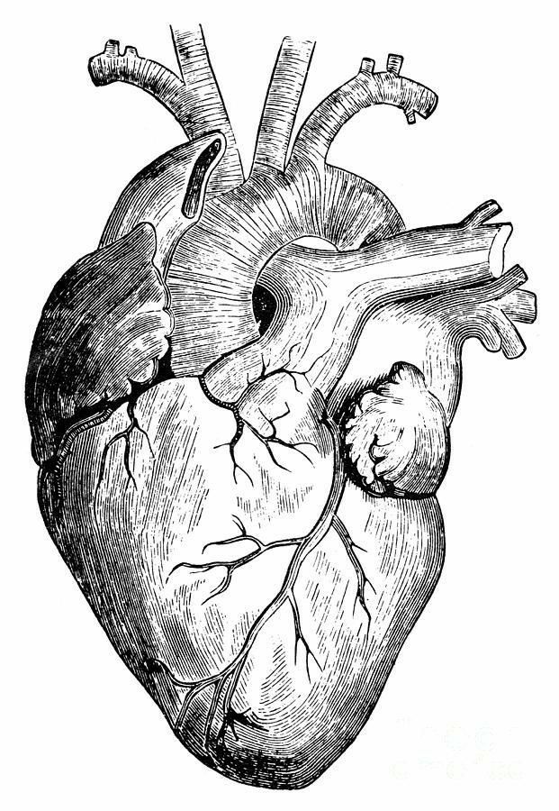 the human heart is shown in this black and white drawing, it looks like an old fashioned