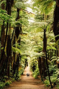 two people walking down a dirt road in the middle of a forest with tall trees