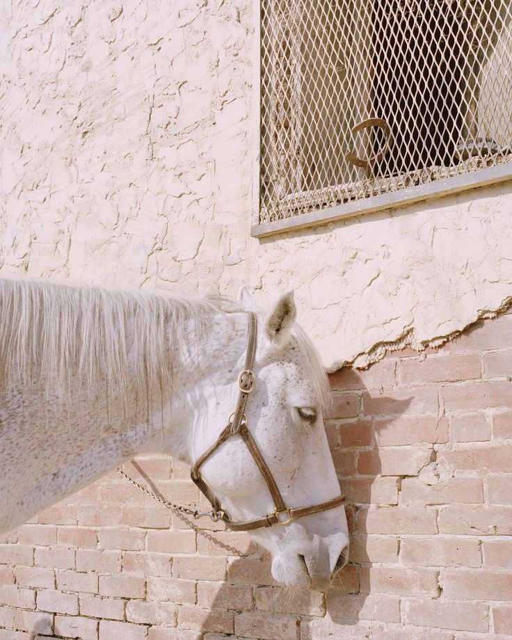 a white horse standing next to a brick wall with a window on it's side