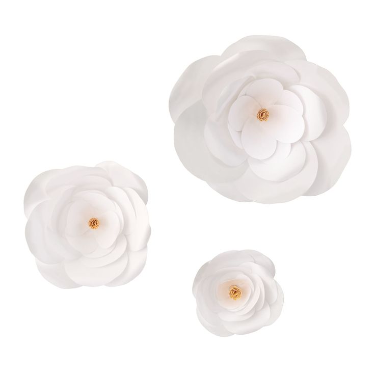 three white flowers on a white background