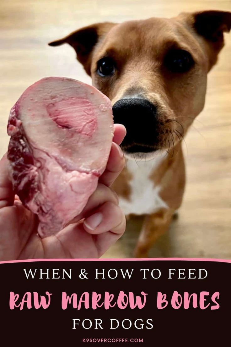 a person holding a raw dog bone in their hand with the words, when & how to feed raw marlow bones for dogs