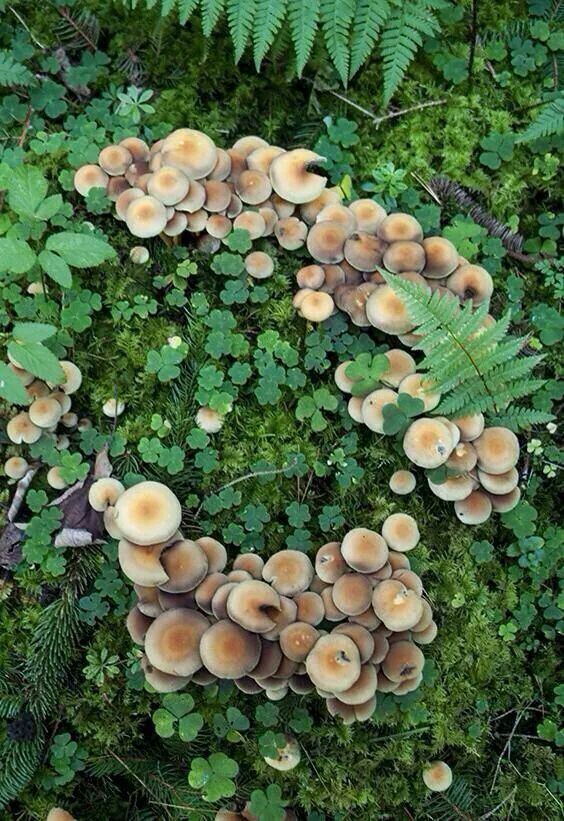 an image of mushrooms in the forest with leaves and ferns on it's side