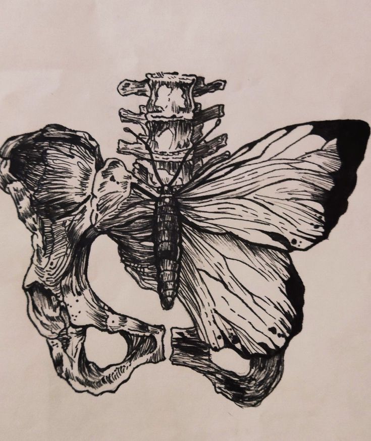 a drawing of a butterfly sitting on top of a human skull, with the skeleton behind it