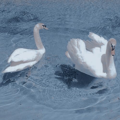 two swans are swimming in the water together