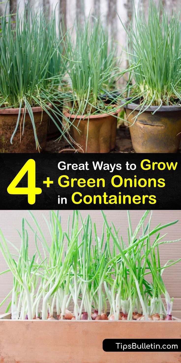 green onions growing in containers with text overlay that reads 4 great ways to grow green onions in containers