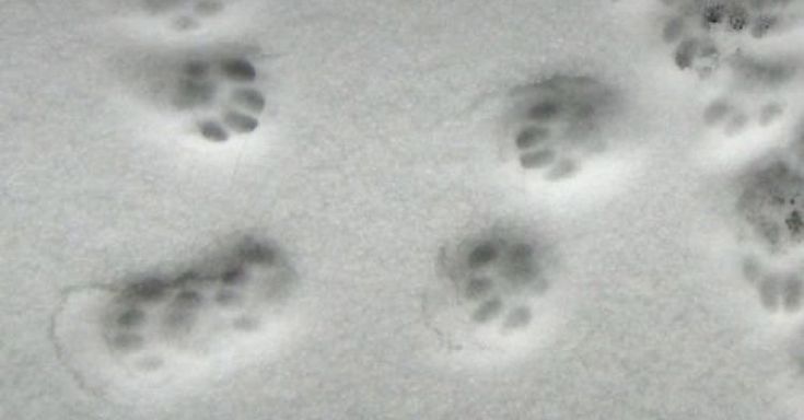 an animal's paw prints are shown in the snow