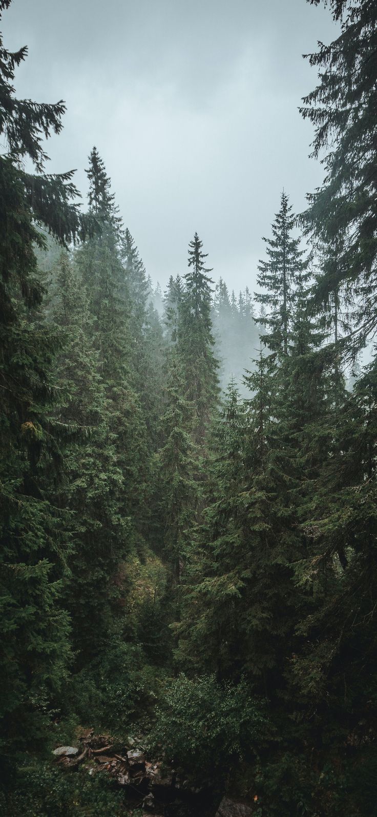 a forest filled with lots of trees and rocks under a cloudy sky on a foggy day