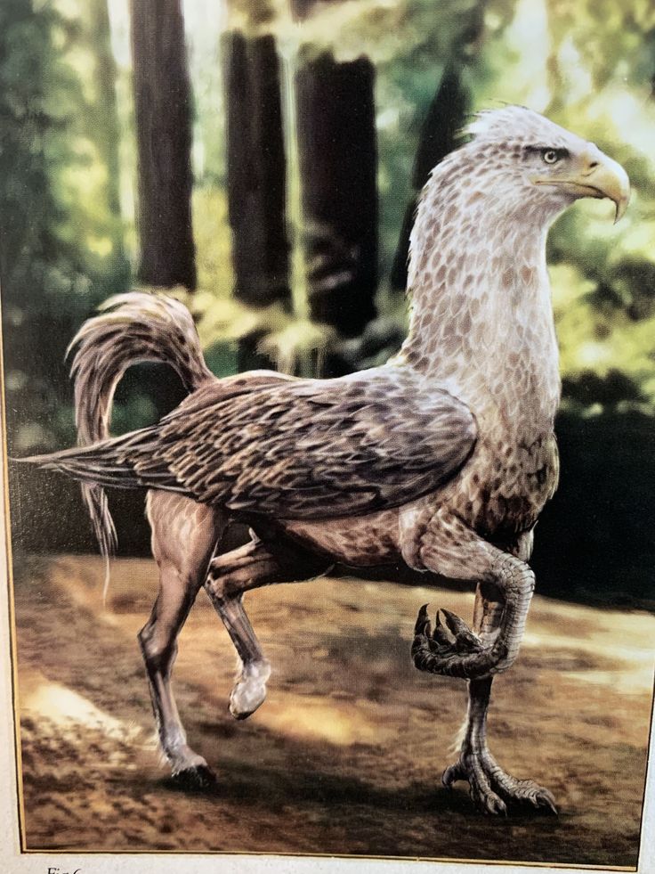 an image of a bird that is standing in the dirt with trees in the background