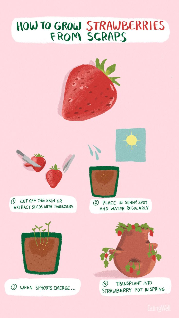 an illustrated diagram shows how to grow strawberries from scraps