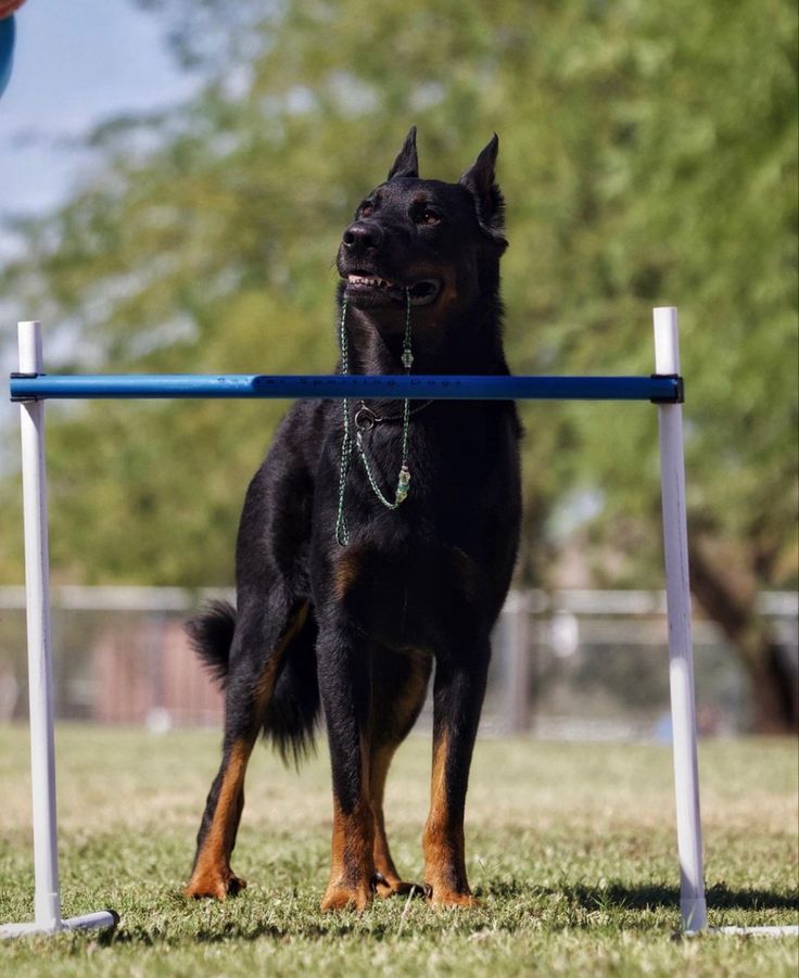 a black dog standing on top of a grass covered field next to a blue pole