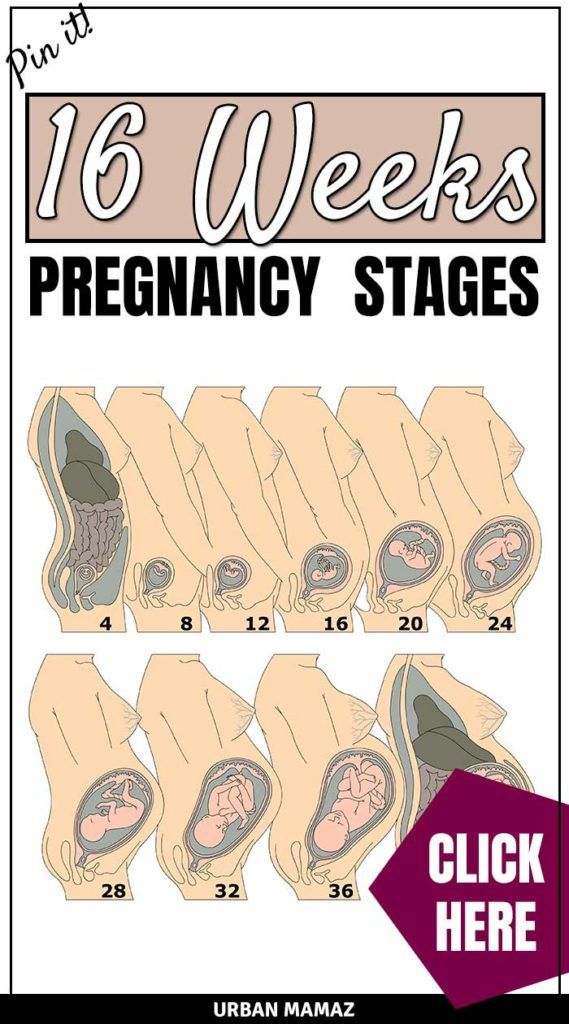 the instructions for how to prepare and use pregancy stages in this book, click here