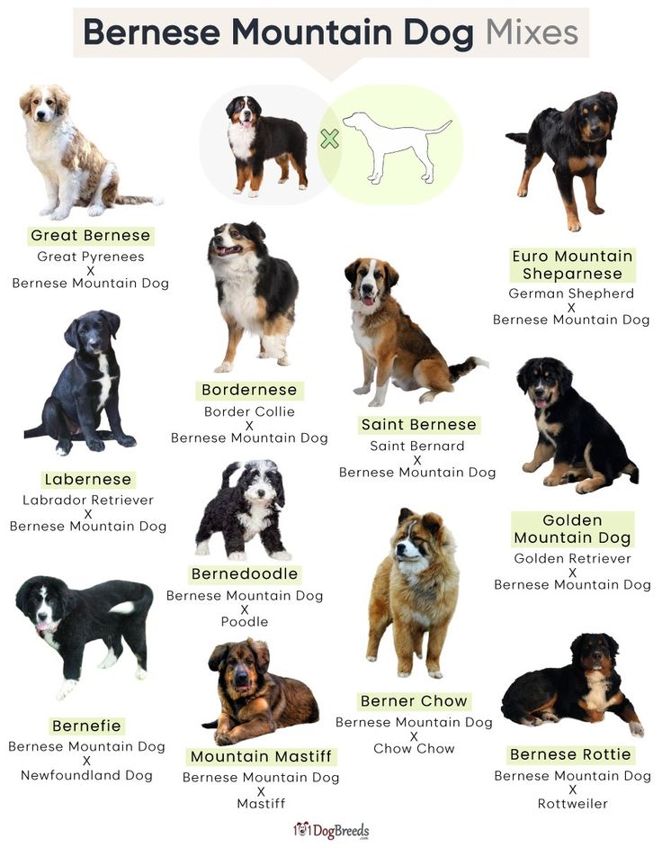 the different types of dogs that are in this image, and what they mean them to be