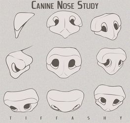 an animal's nose is shown with different facial shapes and features, including the nose