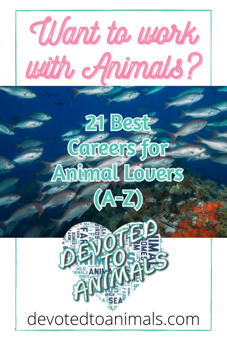 a poster with the words, what to work with animals? and an image of fish swimming