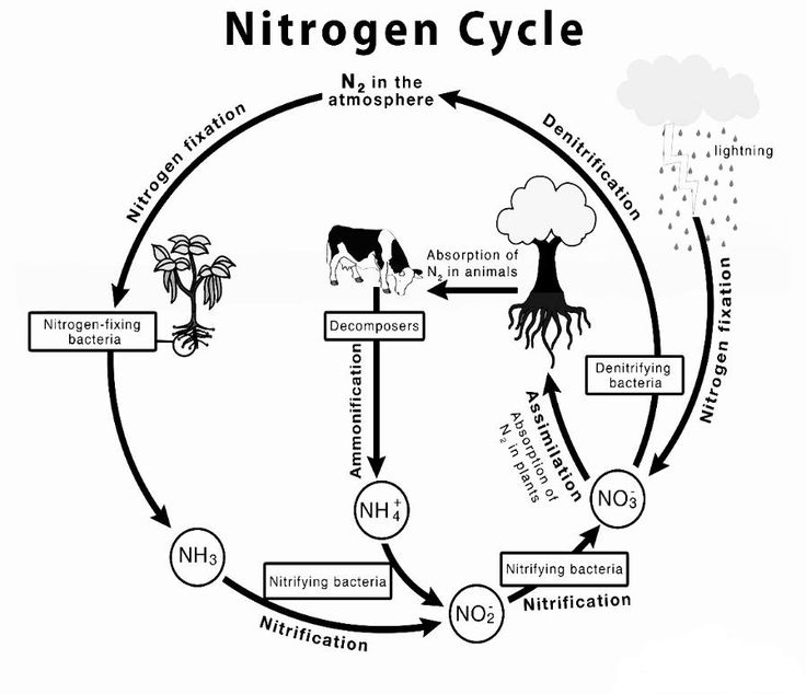 a diagram showing the life cycle of a plant and how it is attached to its environment