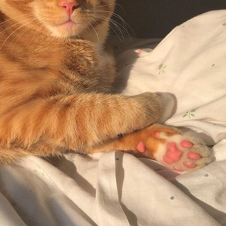 an orange cat laying on top of a bed