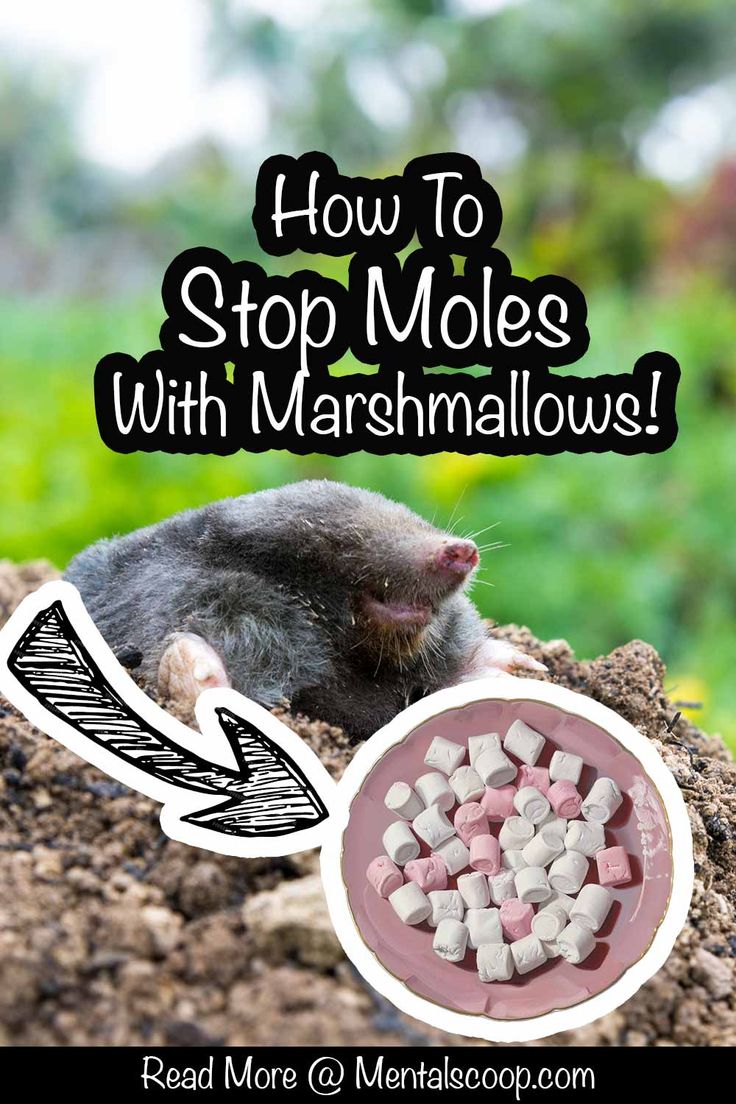 how to stop moloses with marshmallows for feces and more