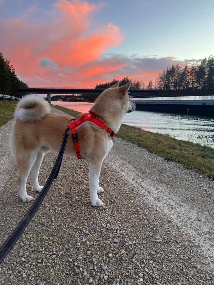 a dog with a leash standing on a gravel road next to the water at sunset