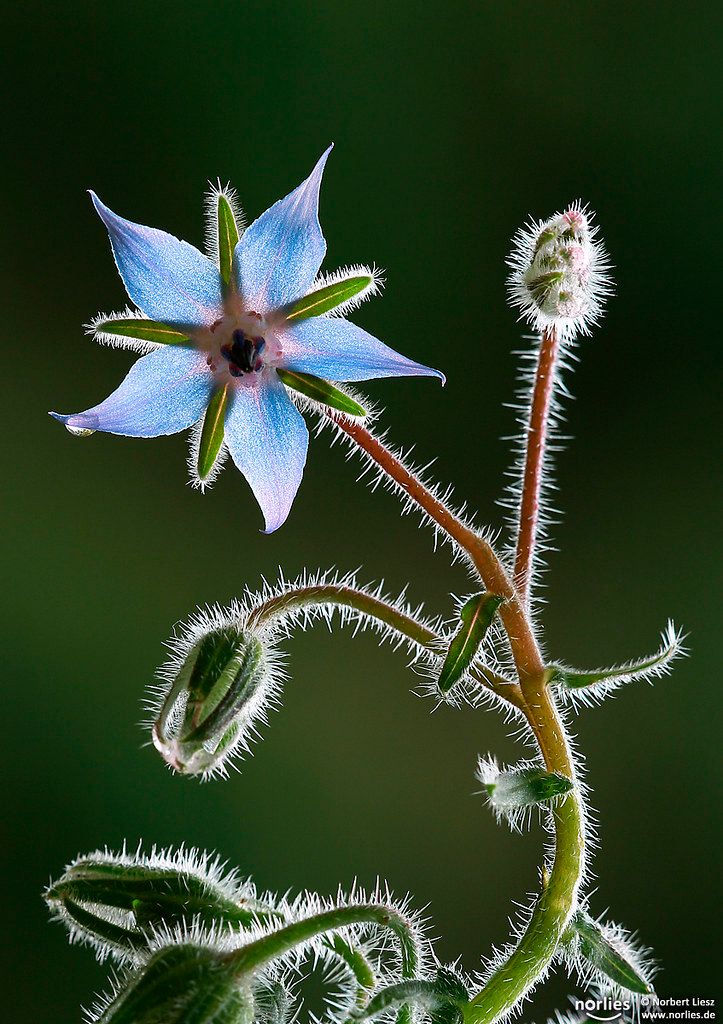 a blue flower that is growing out of the top of a plant with long stems