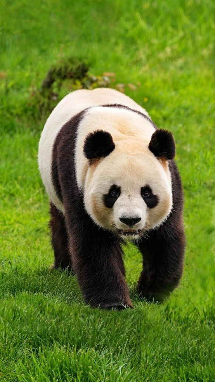 a panda bear walking across a lush green field