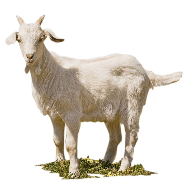 a white goat standing on top of green grass