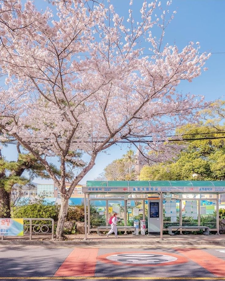 a woman walking past a bus stop with cherry blossom trees in the background