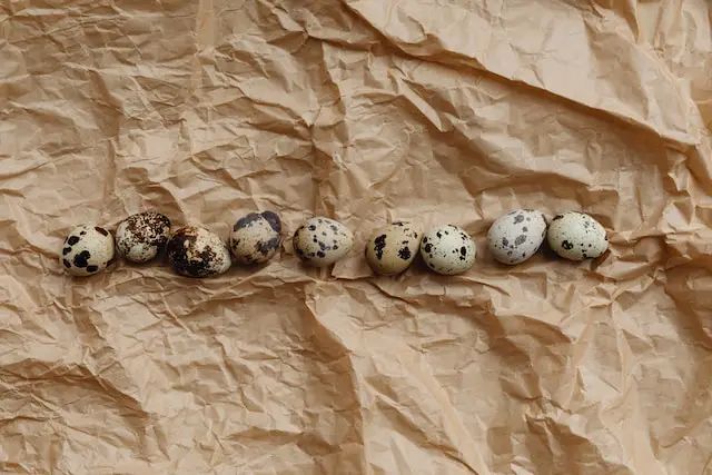 six speckled eggs lined up in a row