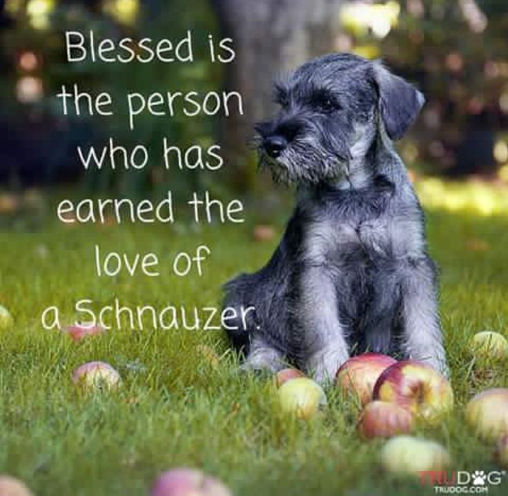 a small dog sitting in the grass next to apples with an inspirational quote on it