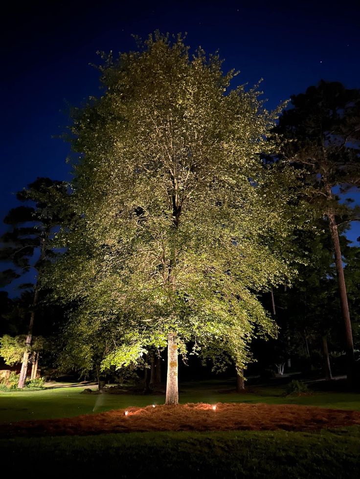 a large tree lit up at night in the park