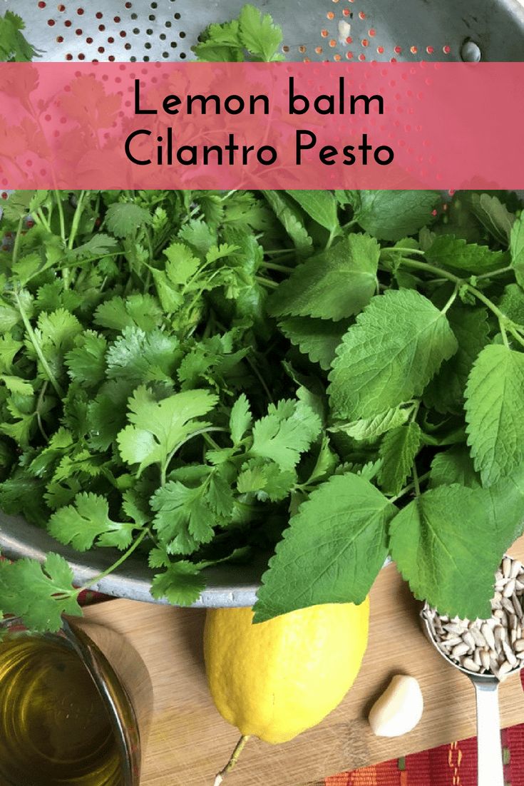 lemon balm cilantro pesto in a colander next to fresh herbs