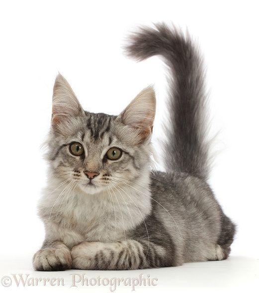 a cat sitting on the ground with its tail in the air and looking at the camera