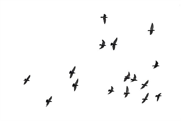 a flock of birds flying across a white sky