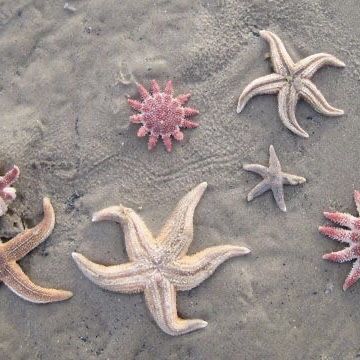 five starfishs on the beach with sand and rocks in the background, some are pink