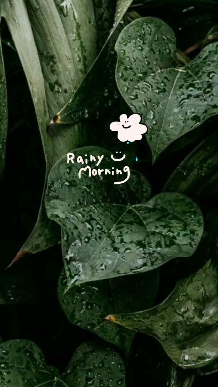 raindrops on leaves with the words rainy morning