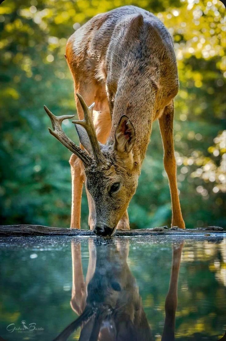 a deer drinking water from a pond with trees in the background