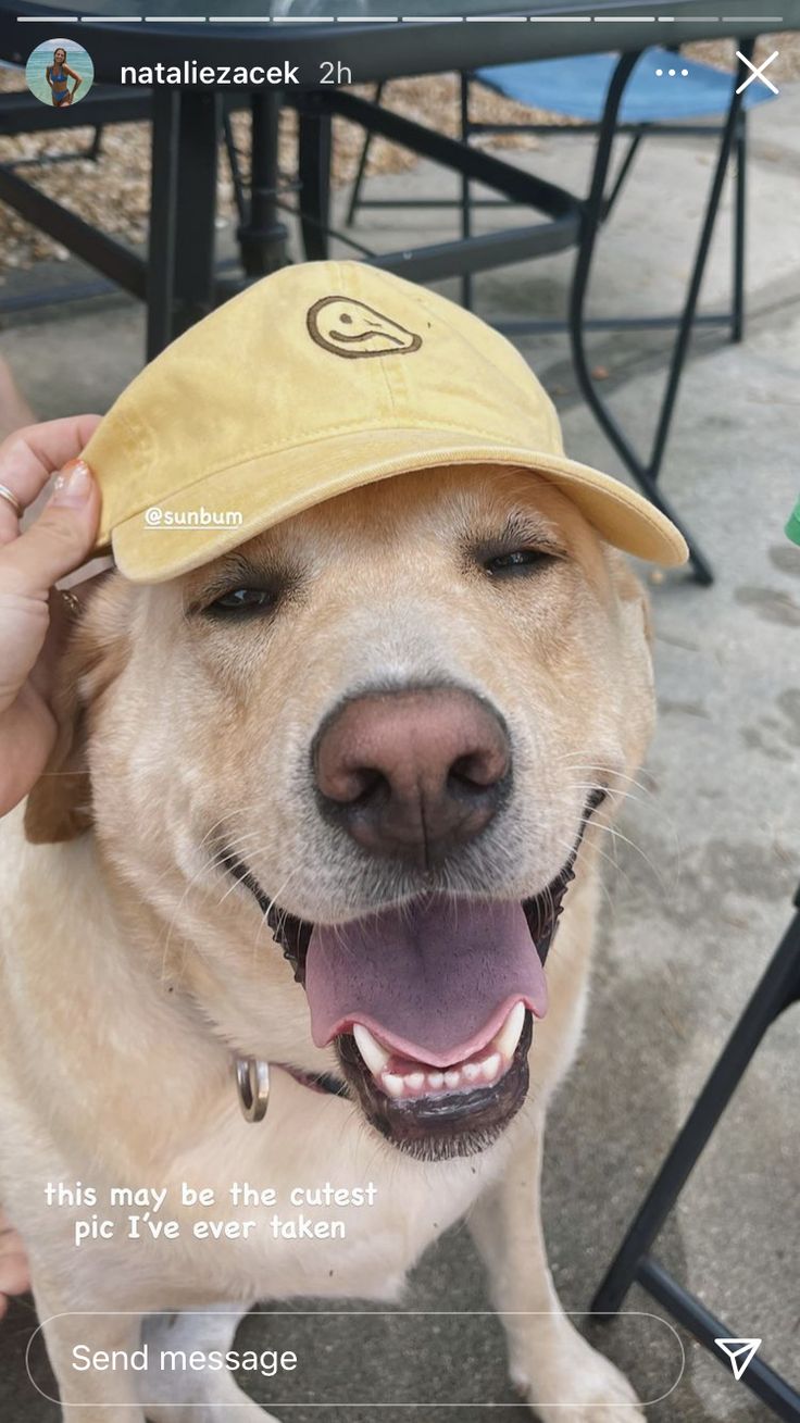 a dog wearing a yellow hat with his tongue hanging out