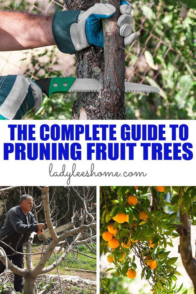 the complete guide to pruning fruit trees