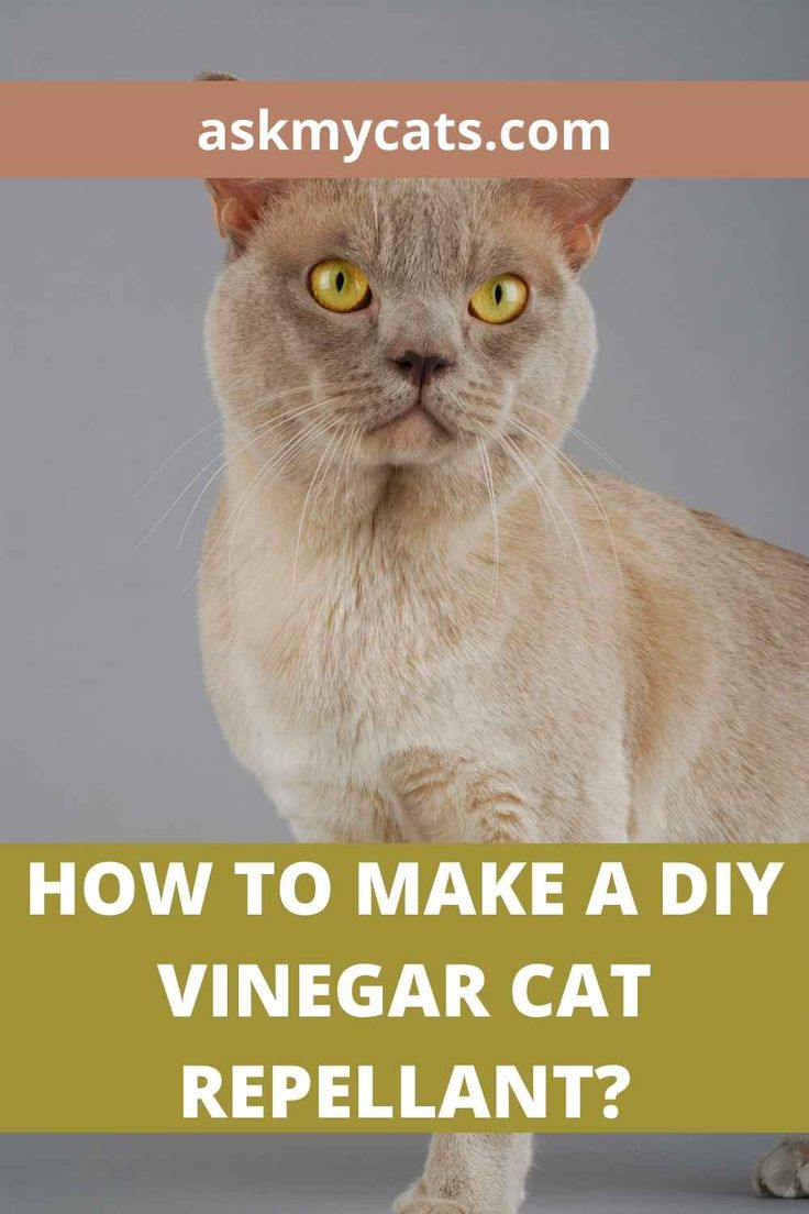 a cat with the words how to make a diy vinegar cat repellent?